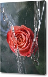    Прекрасная роза в потоках воды