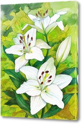   Постер Белые лилии