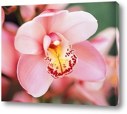  Орхидея Фаленопсис