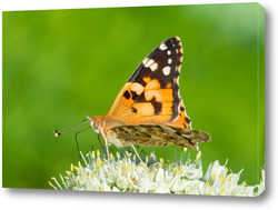   Постер Butterfly on blossom flower in green nature.