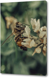    Пчела на цветке