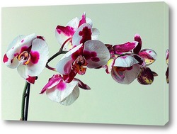    Белая орхидея