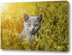  Серая полосатая кошка гуляет на поводке по зеленой траве на открытом воздухе...