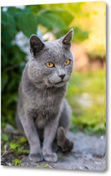   Постер Grey cat on the grass.	