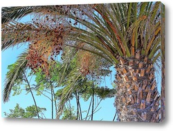   Постер Финиковая пальма