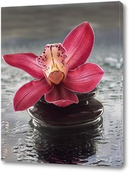    Розовая орхидея на мокром стекле