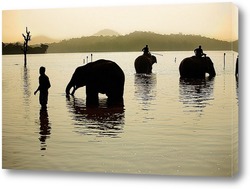   Постер Купание слонов