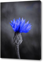   Постер Синий цветочек