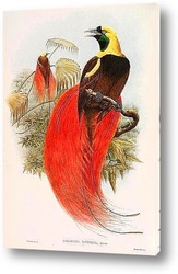   Постер Райские птицы