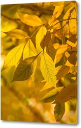   Постер Желтые листья
