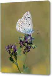   Постер Красивая бабочка на цветке
