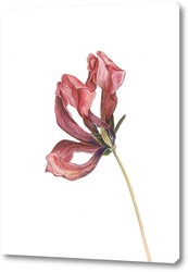  Картина Красный тюльпан. Серия сухоцветы.