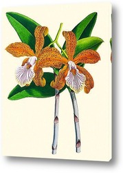  Тропическая орхидея