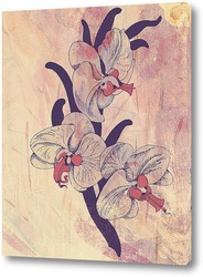    Розовые орхидеи