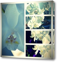    Коллаж. Белая орхидея