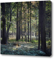   Постер Летний лес
