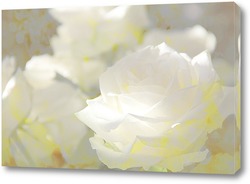    Белые розы