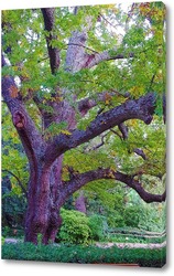    Старое дерево