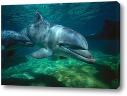  dolphin105