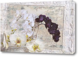   Постер Белые и черные орхидеи