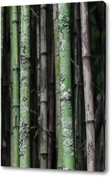    Бамбук