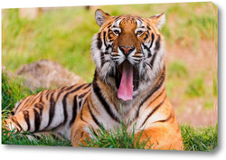  Постер Тигры 30764