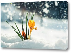   Постер нежный желтый цветок подснежника крокус пробивается из под снега в весеннем парке