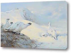    Белая куропатка на снегу
