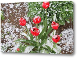    тюльпаны под снегом 