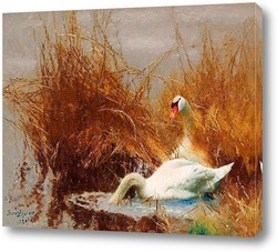  Постер Лебеди на воде