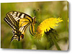   Постер Бабочка на цветке одуванчика