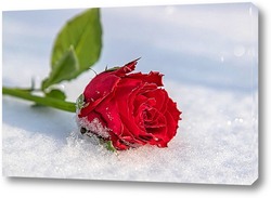    Алая роза на снегу