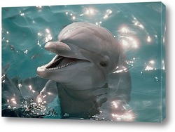 dolphin115