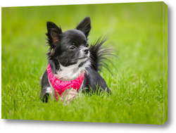    Funny little chihuahua dog plays on the grass.