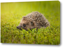    Hedgehog on the grass..	