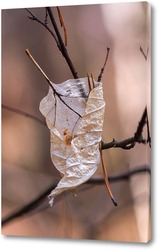  Осенний лист клёна на ветви