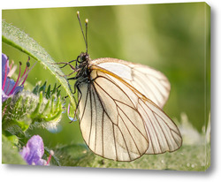    Бабочка на стебле травы с каплей росы