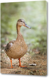    A closeup shot of a cute big brown duck