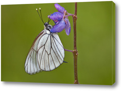   Постер Бабочка белянка