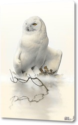  Постер Полярная сова