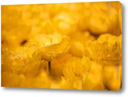    Желтые тюльпаны 
