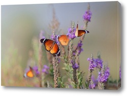    Бабочки - Цветочки