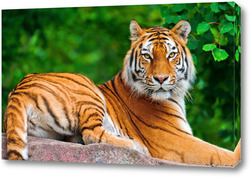   Постер Тигры 5012