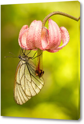   Постер Бабочка на цветке