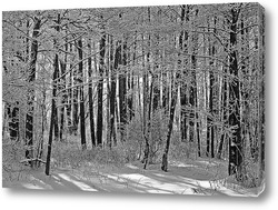   Ольховый зимний лес