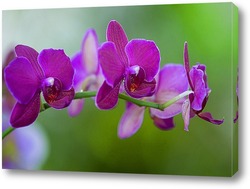  орхидеи  