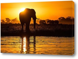   Постер Золотой слон