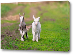    White goat in the garden eats young succulent grass, breeding goats	