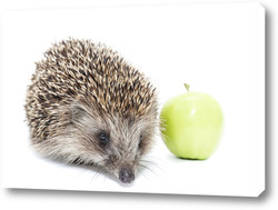    Hedgehog and Apple