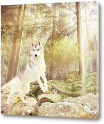   Постер Белоснежный волк